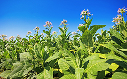 基于无人机高光谱技术的烟草生化指标分析研究